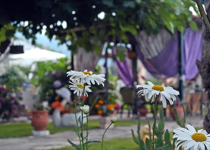 Ifigenia * 斯卡拉伯塔麦斯